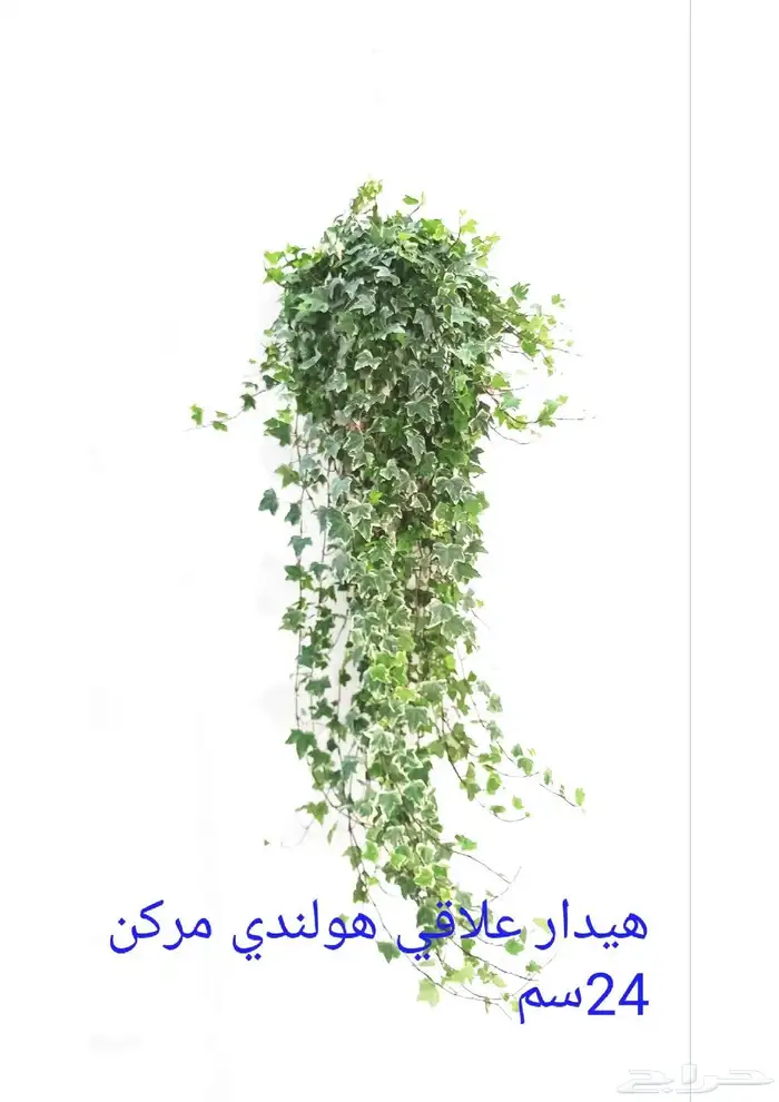 نوفر نباتات داخليه و صيانتها 43