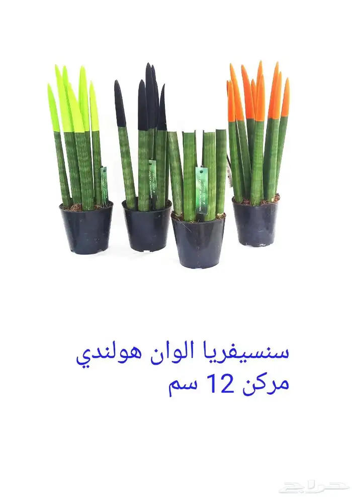 نوفر نباتات داخليه و صيانتها 25