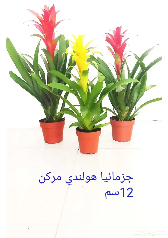 نوفر نباتات داخليه و صيانتها 1