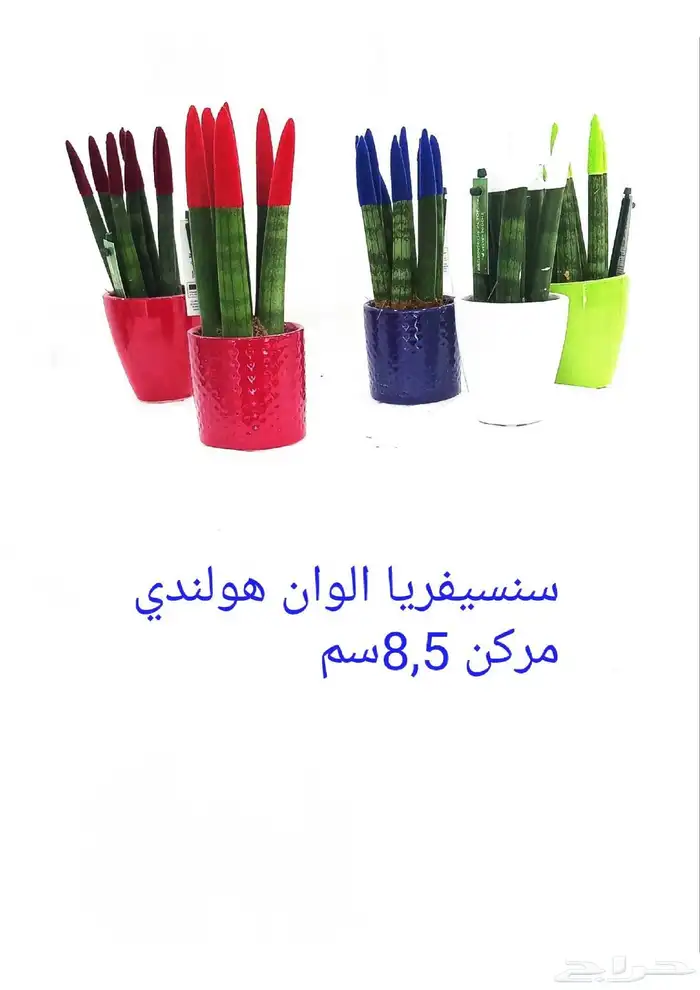 نوفر نباتات داخليه و صيانتها 19