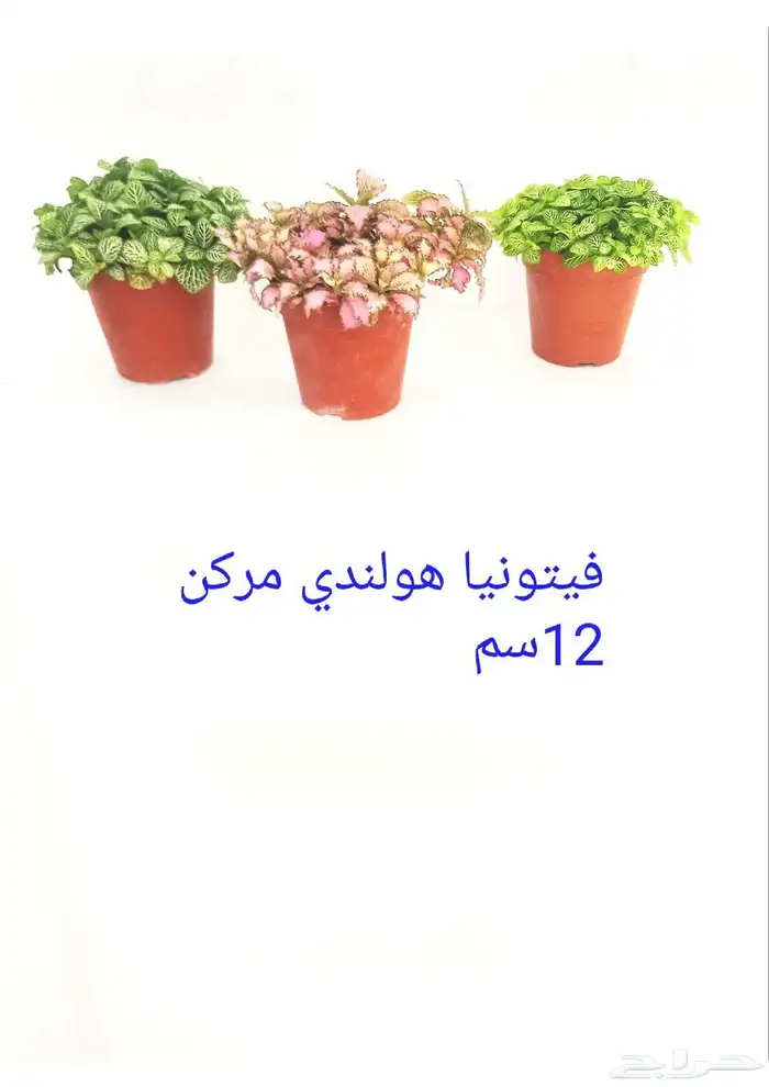 نوفر نباتات داخليه و صيانتها 40