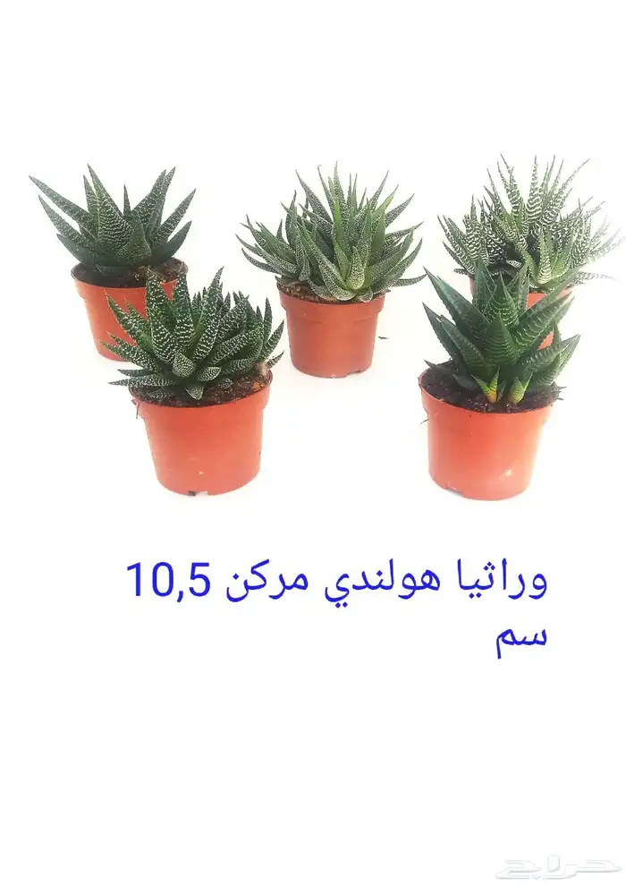 نوفر نباتات داخليه و صيانتها 50