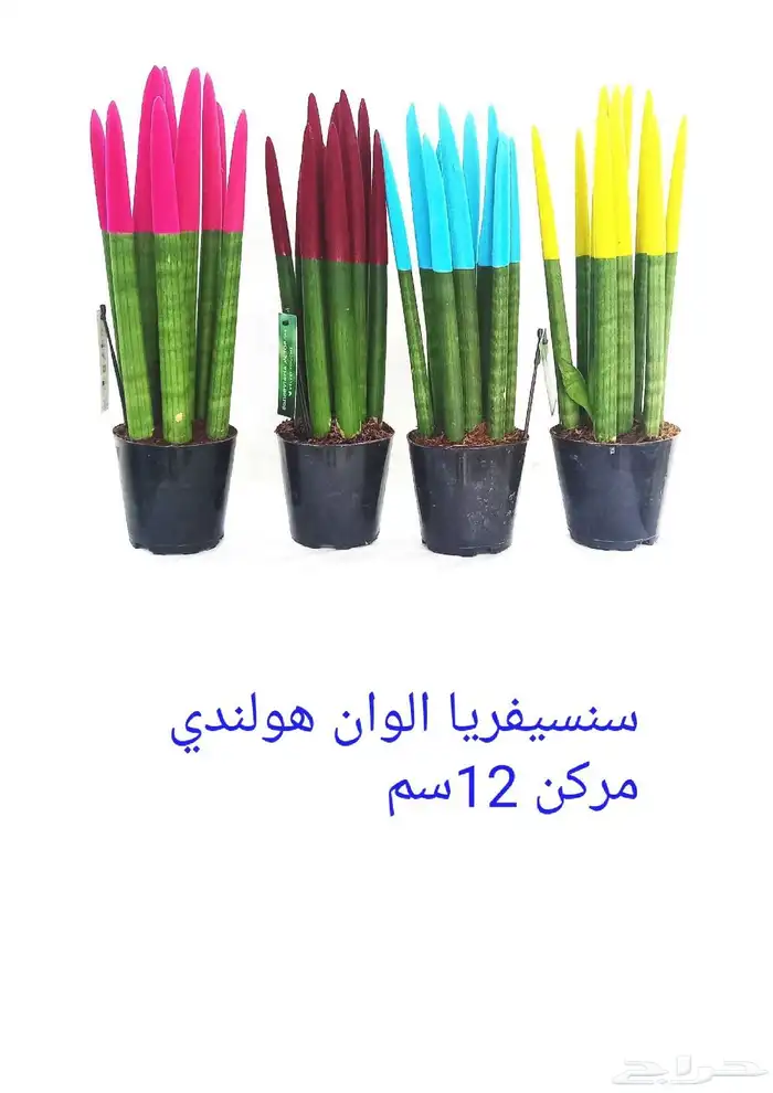 نوفر نباتات داخليه و صيانتها 21