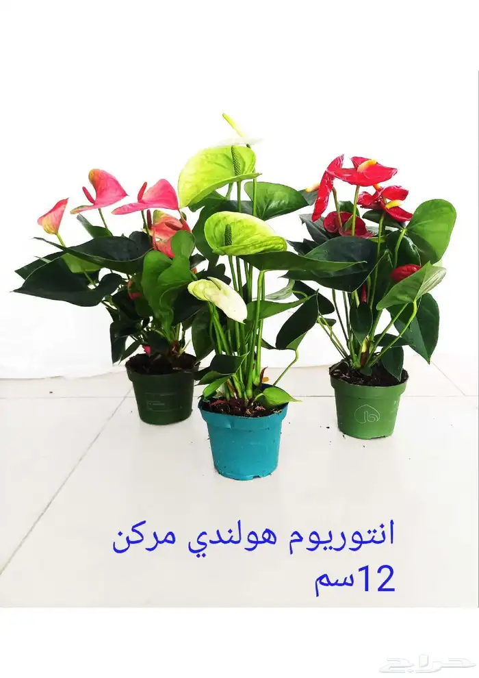 نوفر نباتات داخليه و صيانتها 2