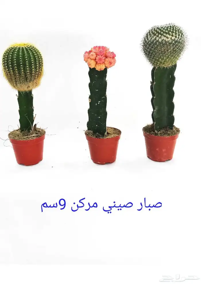 نوفر نباتات داخليه و صيانتها 56