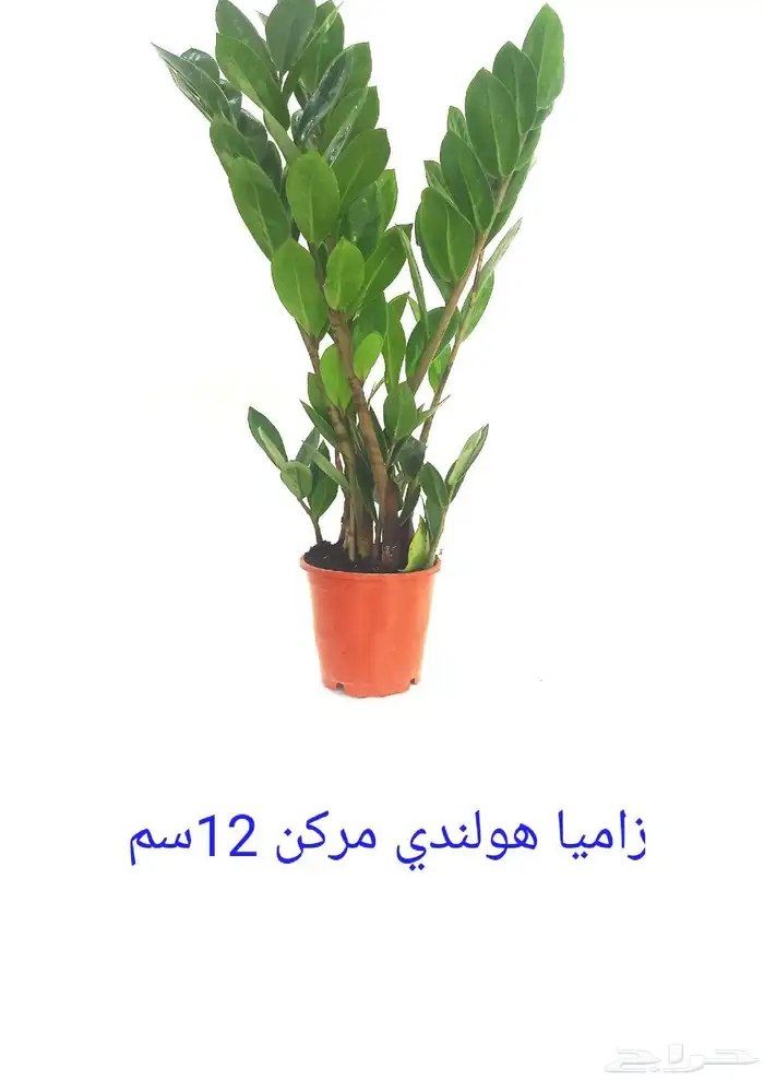 نوفر نباتات داخليه و صيانتها 35