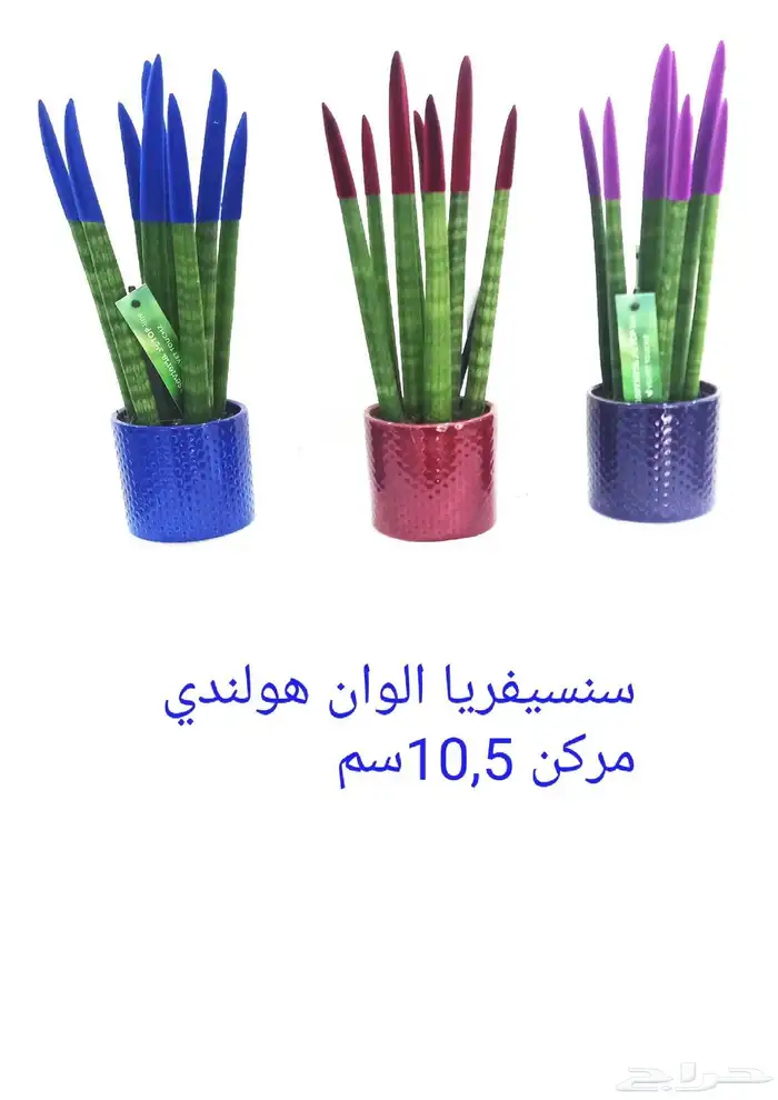 نوفر نباتات داخليه و صيانتها 18