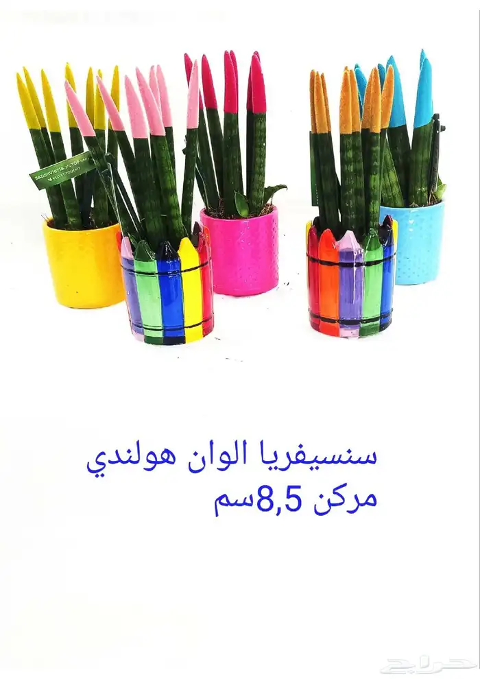 نوفر نباتات داخليه و صيانتها 16