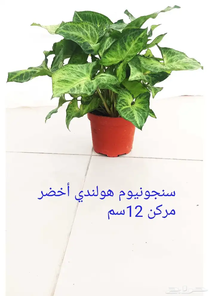نوفر نباتات داخليه و صيانتها 41