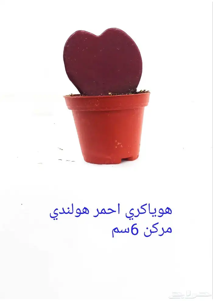 نوفر نباتات داخليه و صيانتها 49
