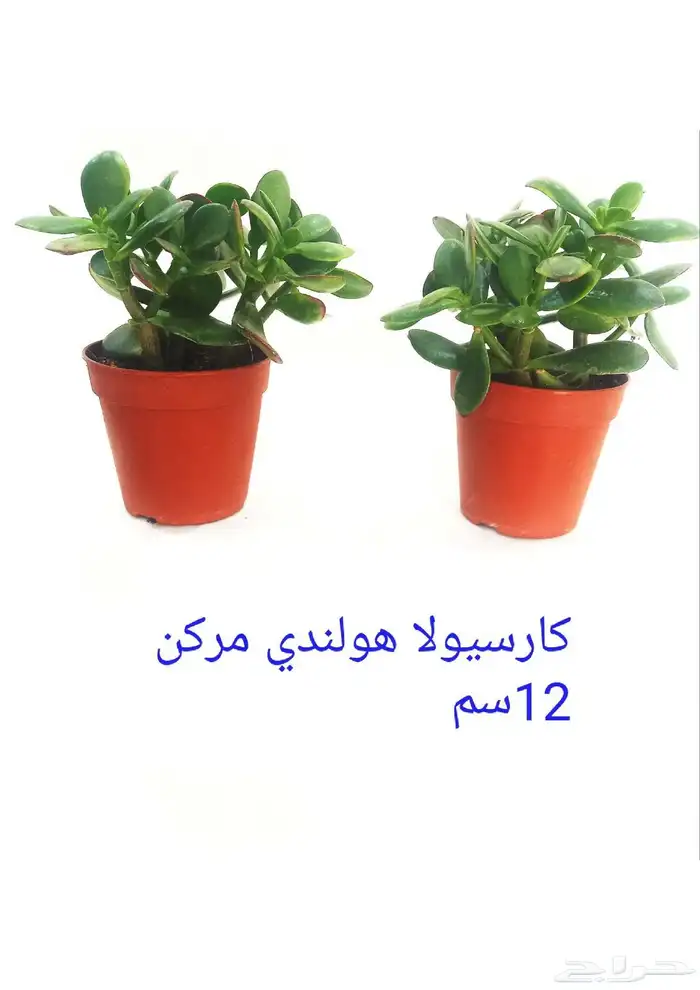 نوفر نباتات داخليه و صيانتها 48