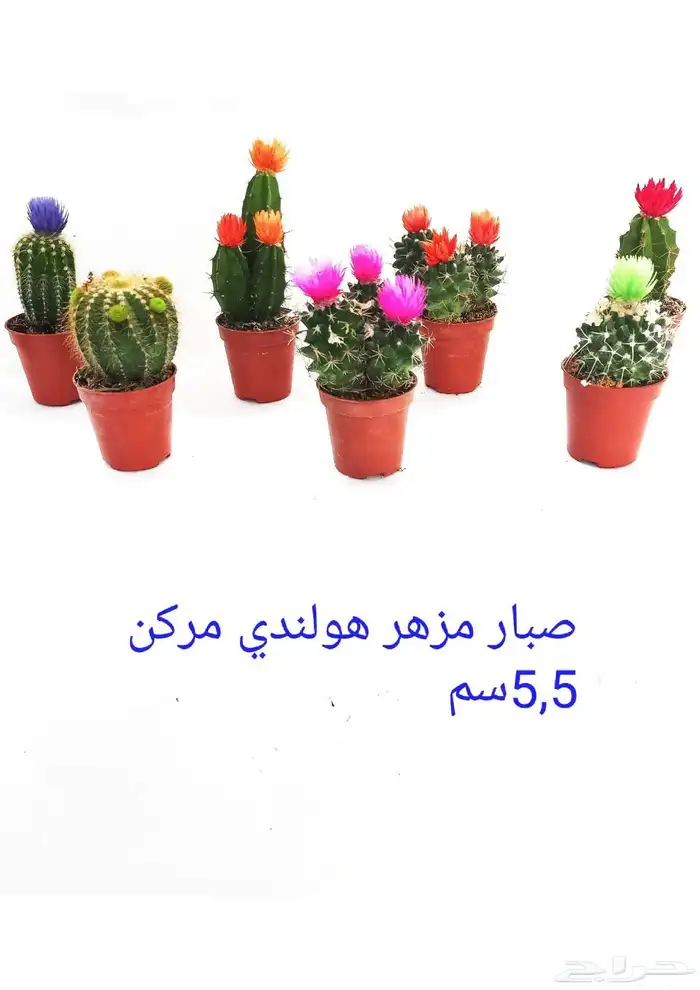 نوفر نباتات داخليه و صيانتها 55