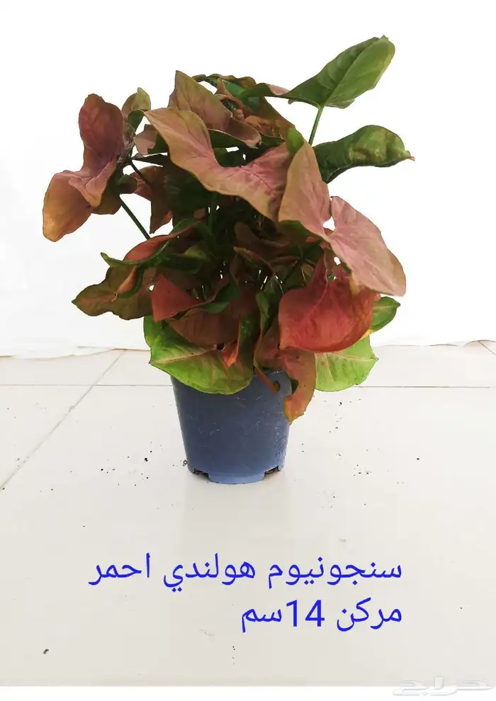 نوفر نباتات داخليه و صيانتها 9