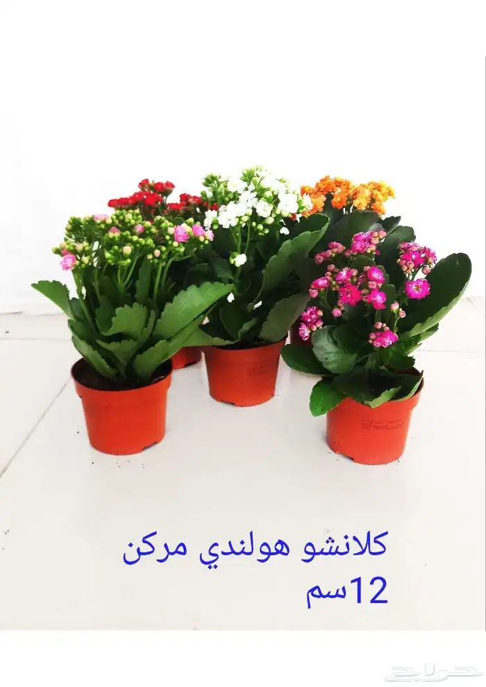 نوفر نباتات داخليه و صيانتها 7