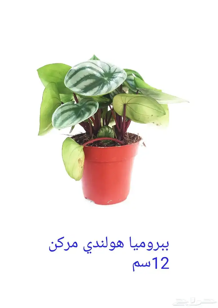 نوفر نباتات داخليه و صيانتها 44
