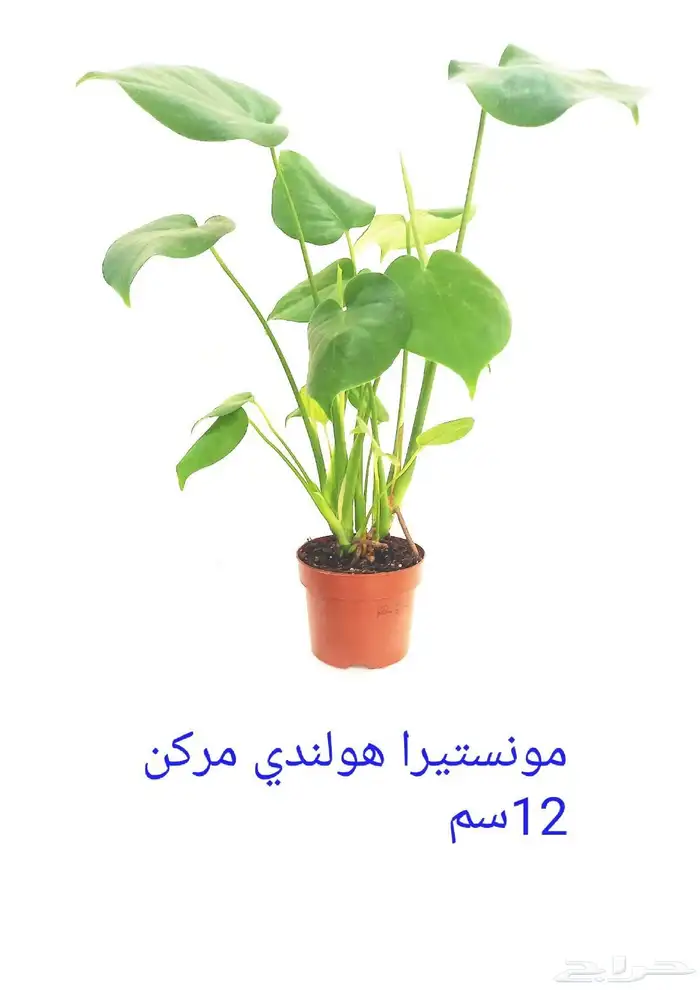 نوفر نباتات داخليه و صيانتها 24
