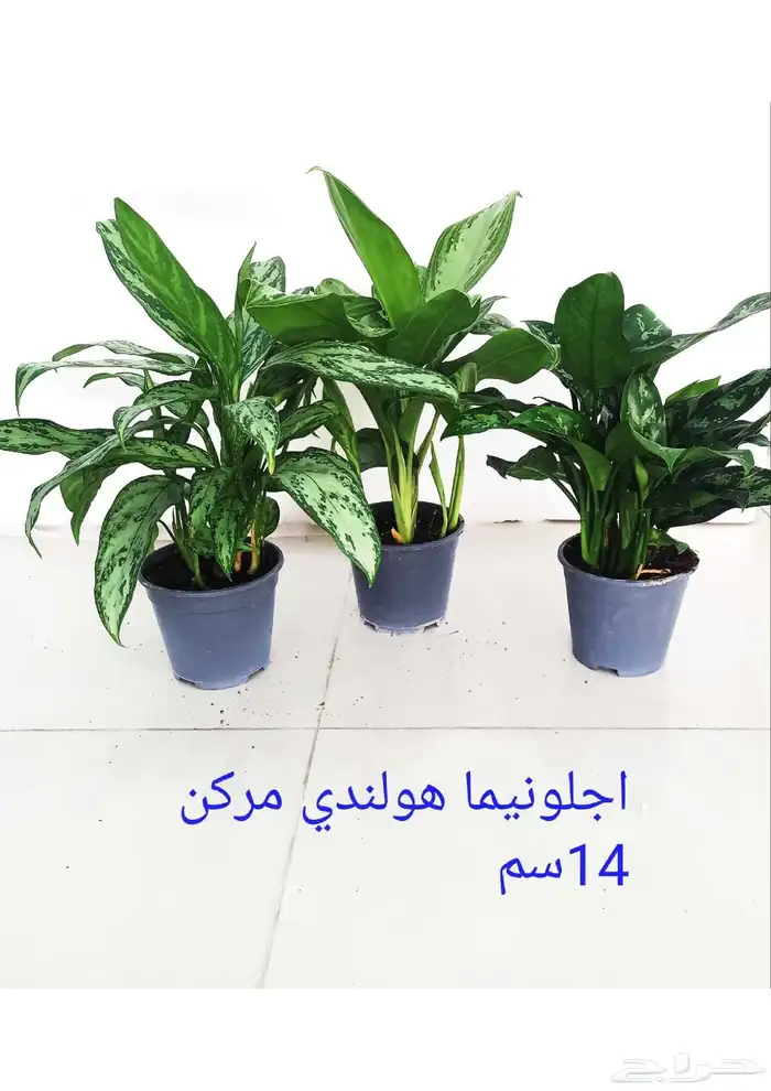 نوفر نباتات داخليه و صيانتها 34