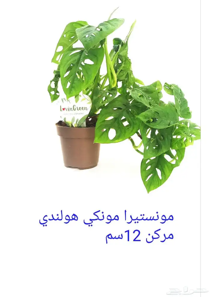 نوفر نباتات داخليه و صيانتها 26