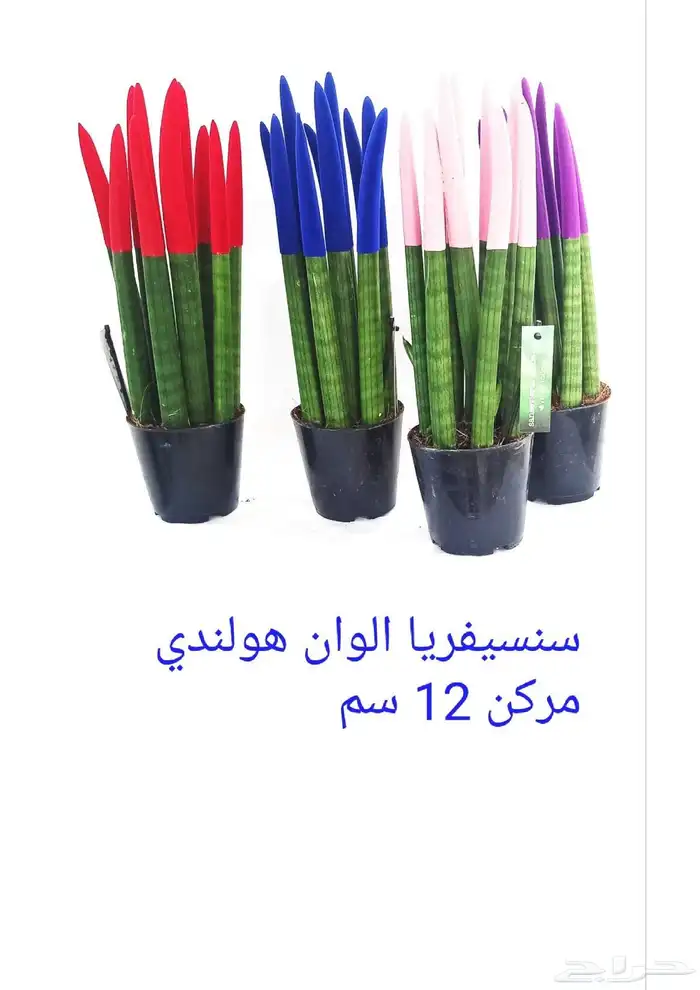 نوفر نباتات داخليه و صيانتها 22