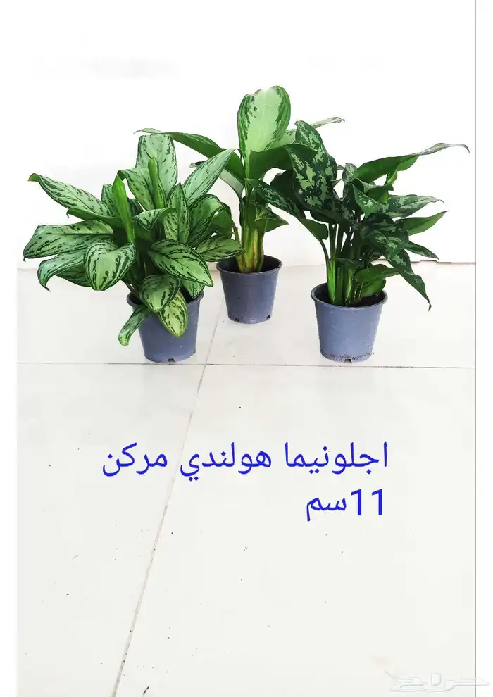 نوفر نباتات داخليه و صيانتها 31