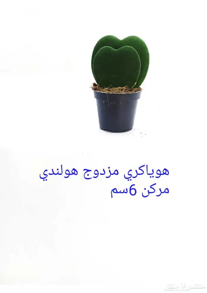 نوفر نباتات داخليه و صيانتها 46