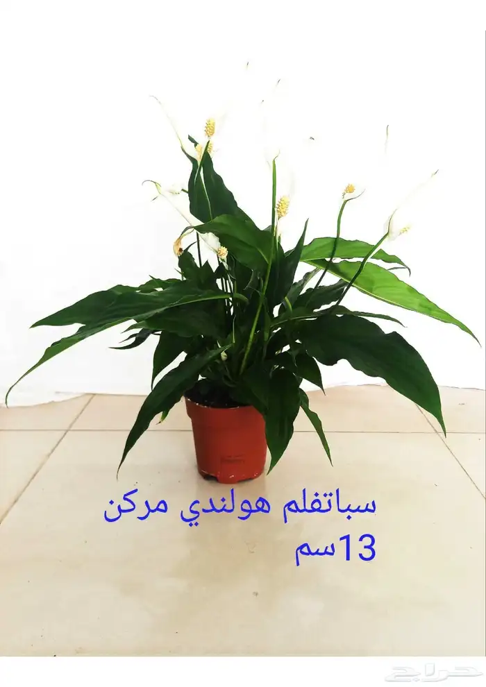 نوفر نباتات داخليه و صيانتها 8