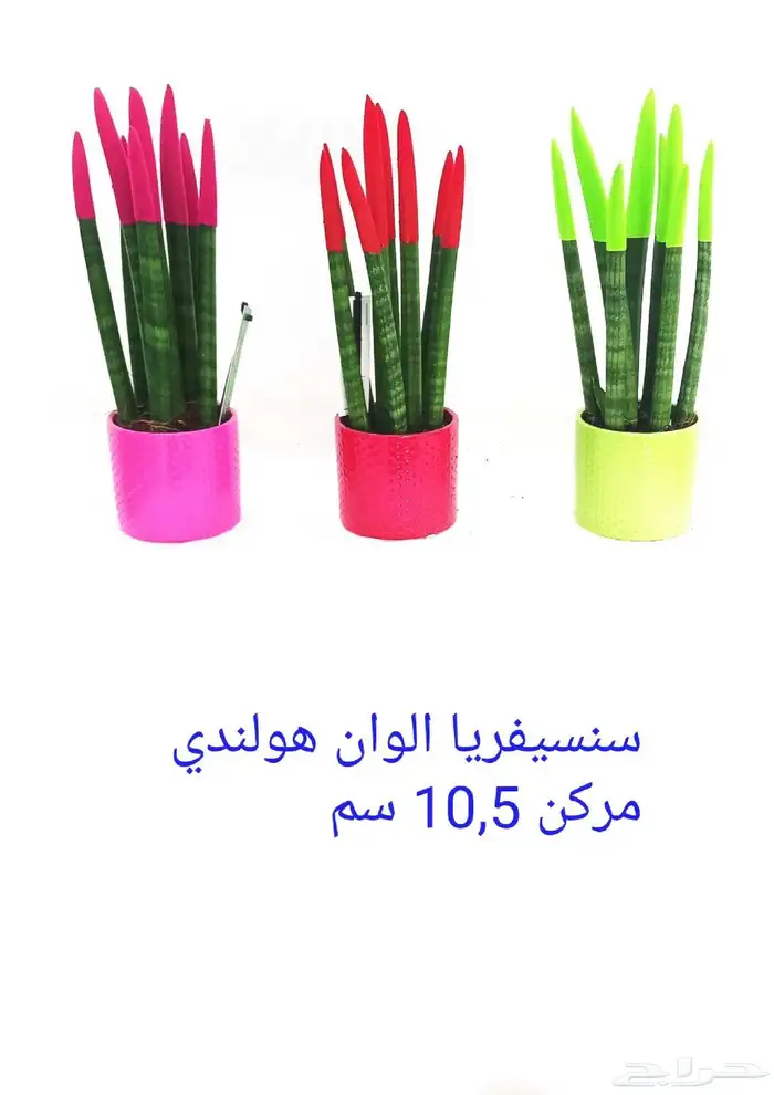 نوفر نباتات داخليه و صيانتها 17