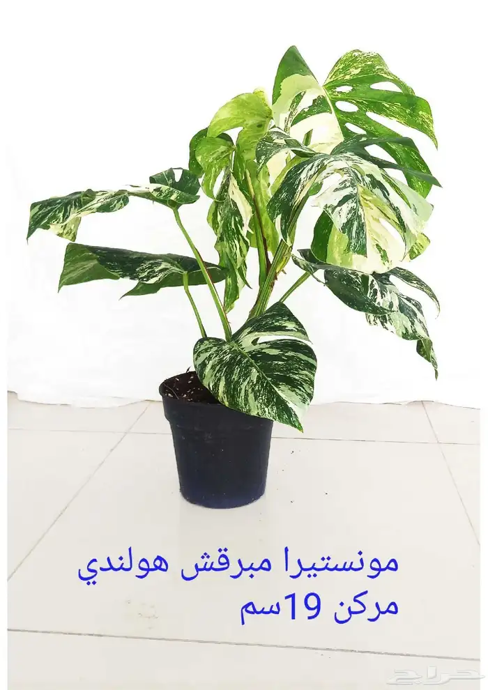 نوفر نباتات داخليه و صيانتها 28