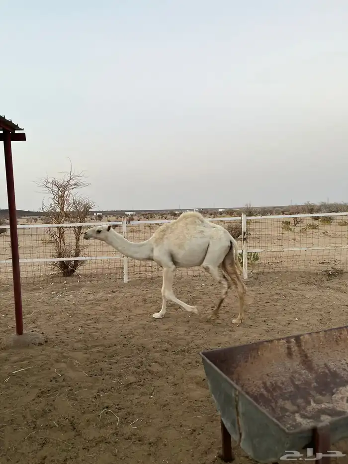 بكره للبيع 0