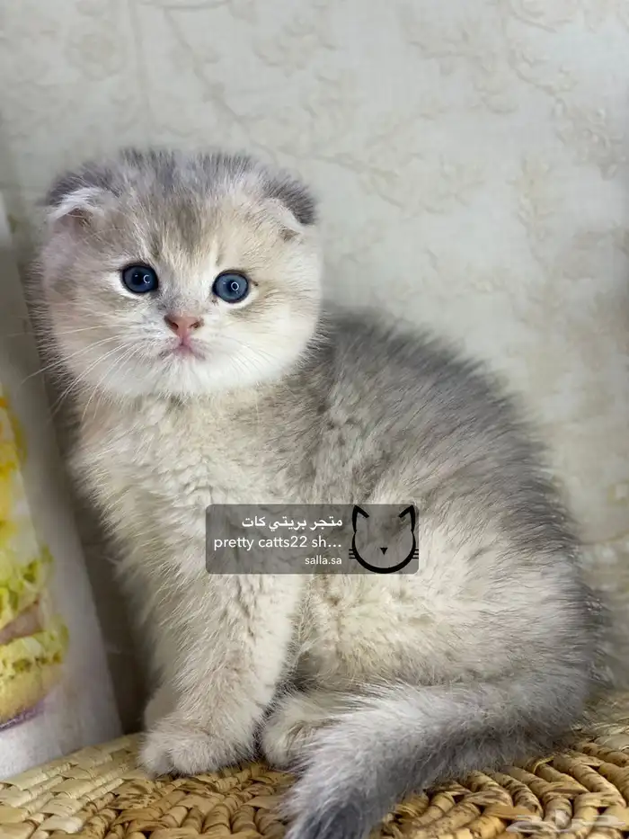 سكوتش فولد قولد بيور سكوتش ستريت سلفر برتش قطط قطه قطوه قطو 4