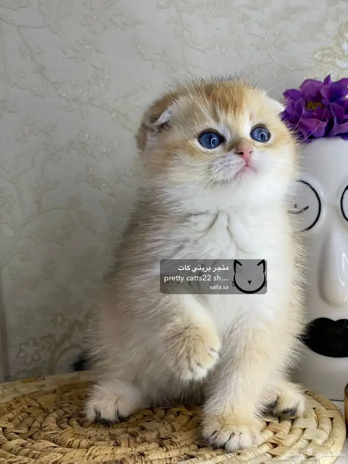 سكوتش فولد قولد بيور سكوتش ستريت سلفر برتش قطط قطه قطوه قطو 2