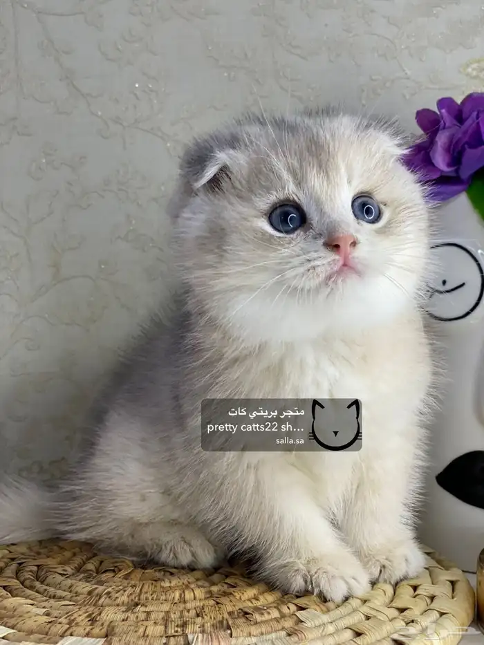 سكوتش فولد قولد بيور سكوتش ستريت سلفر برتش قطط قطه قطوه قطو 5