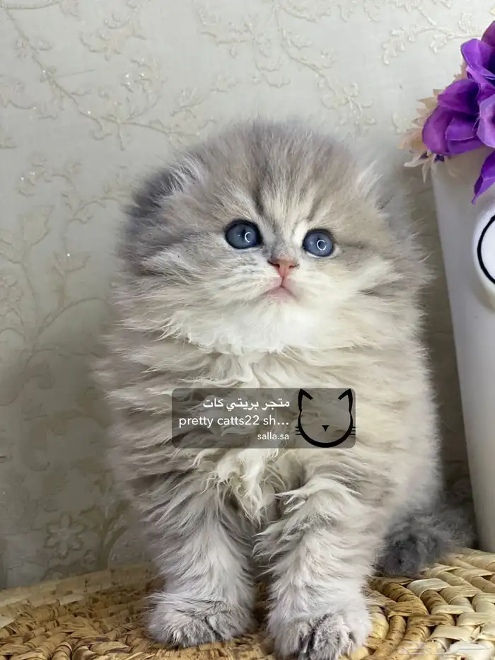 سكوتش فولد قولد بيور سكوتش ستريت سلفر برتش قطط قطه قطوه قطو 1