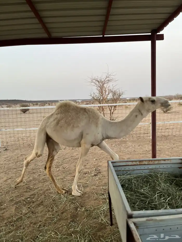بكره للبيع 3