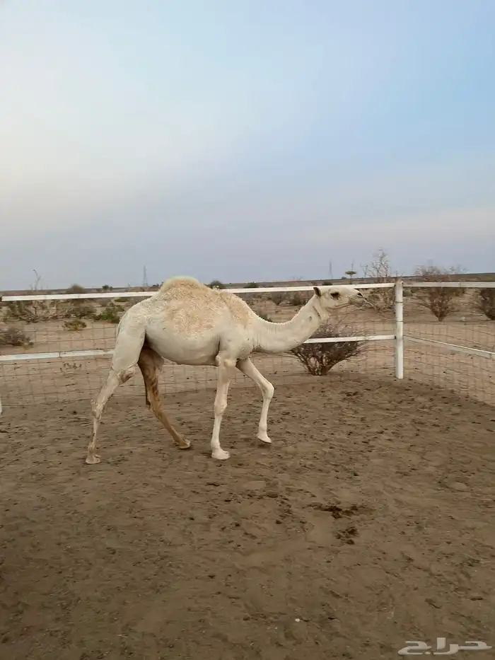 بكره للبيع 2