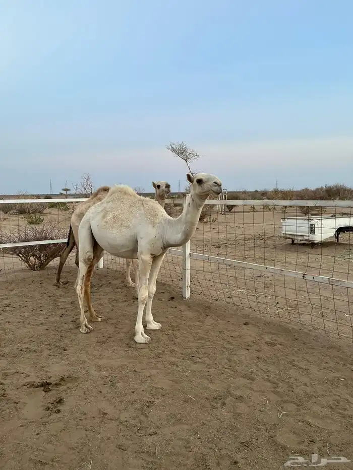 بكره للبيع 1