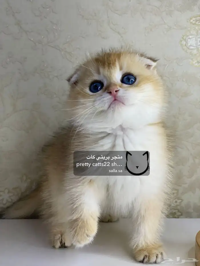 سكوتش فولد قولد بيور سكوتش ستريت سلفر برتش قطط قطه قطوه قطو 3