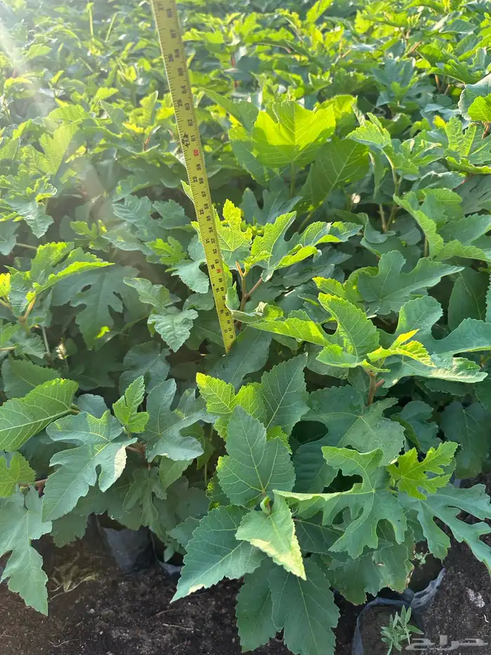 شتلات و اشجار ظل و زينه و نباتات مثمره بريال ونصف بس 9