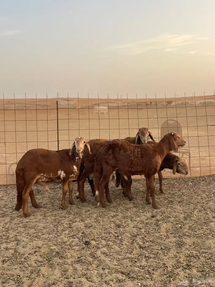 سواكن تربيه ماشالله سعر خاص شامل الذبح والتوصيل 3