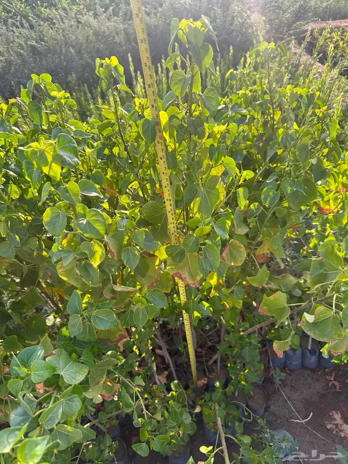 شتلات على ريال ونصف ارخص سعر بالمملكه بأفضل جوده 1.5 35