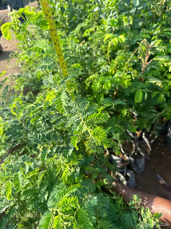 شتلات زينه ب ريال ونصف فقط ( ارخص سعر في المملكه بأعلى جوده) 31