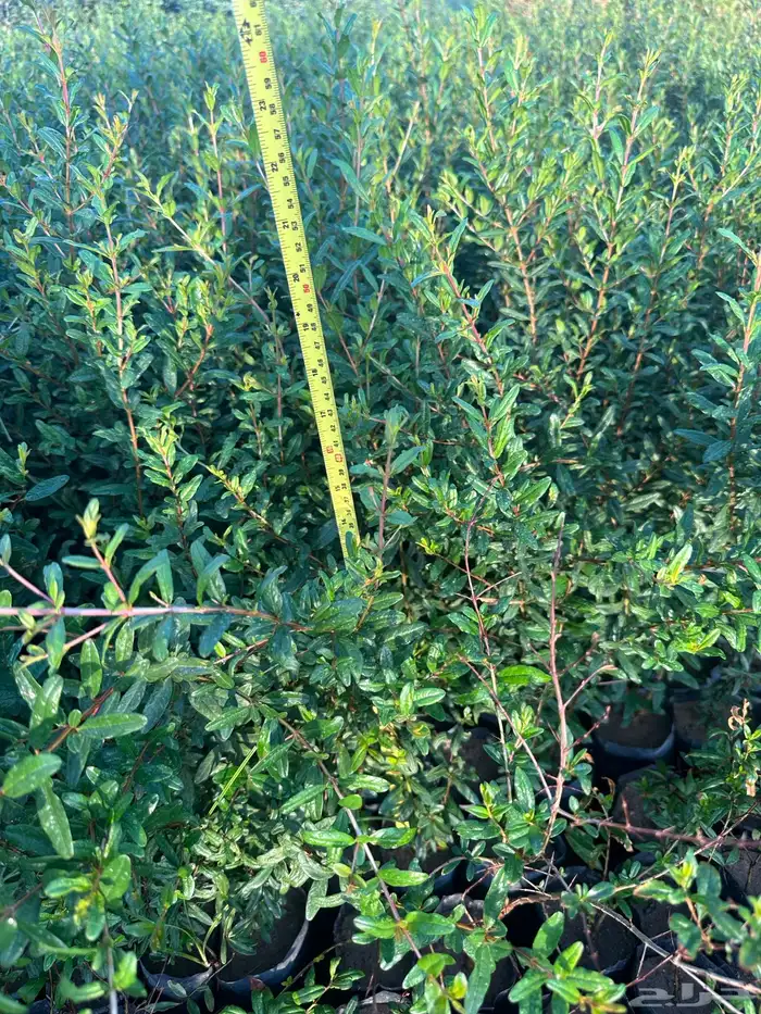 شتلات زينه ب ريال ونصف فقط ( ارخص سعر في المملكه بأعلى جوده) 40