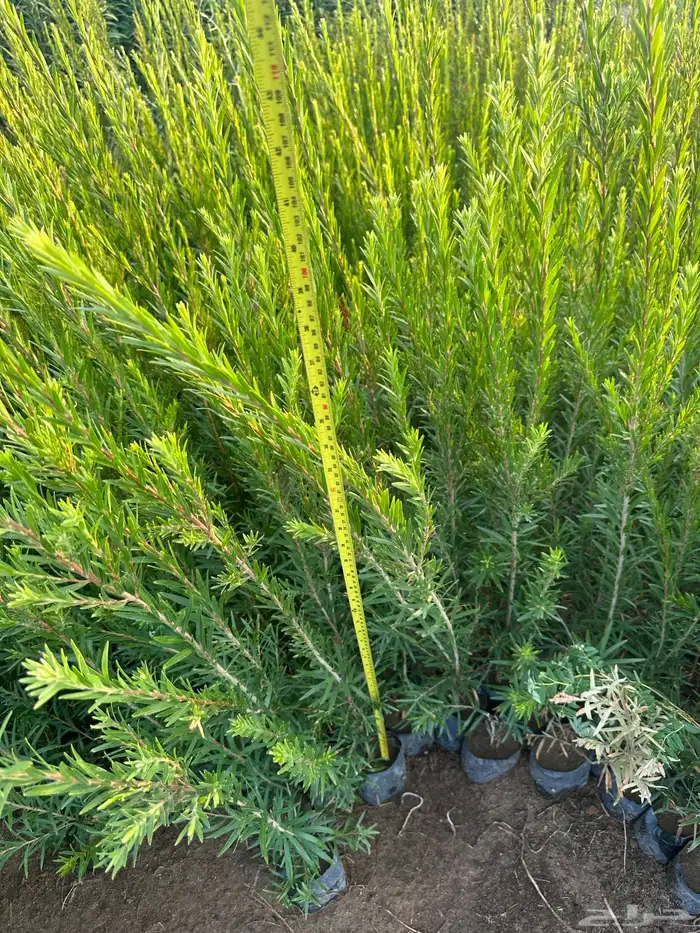 شتلات على ريال ونصف ارخص سعر بالمملكه بأفضل جوده 1.5 41