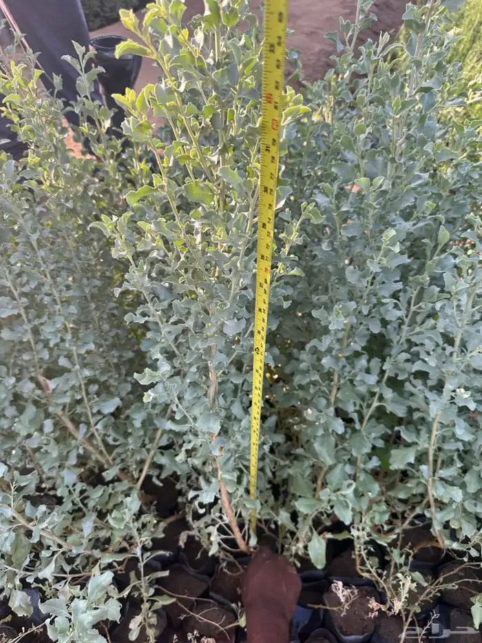 شتلات زينه ب ريال ونصف فقط ( ارخص سعر في المملكه بأعلى جوده) 35