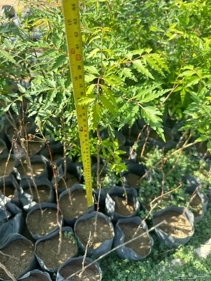 شتلات زينه ب ريال ونصف فقط ( ارخص سعر في المملكه بأعلى جوده) 2