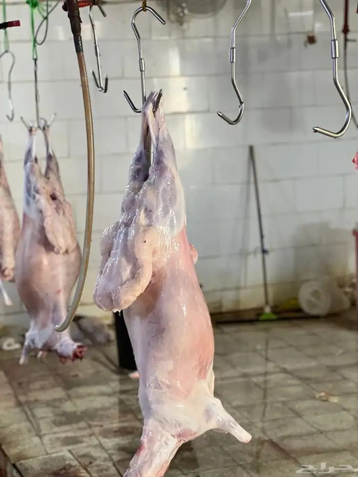 سواكن تربيه ماشالله سعر خاص شامل الذبح والتوصيل 8