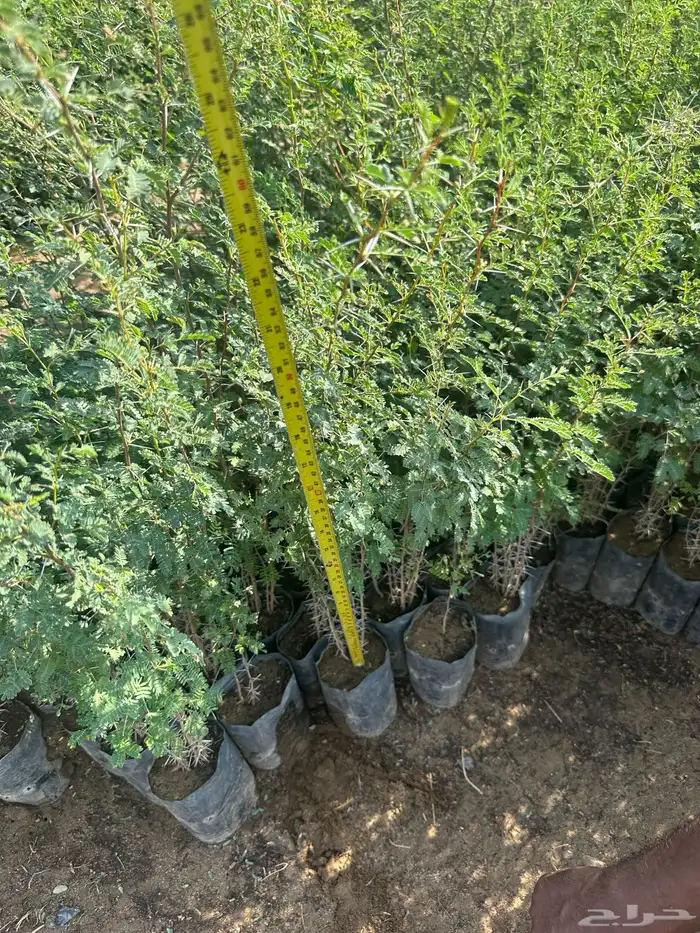 شتلات و اشجار ظل و زينه و نباتات مثمره بريال ونصف بس 28