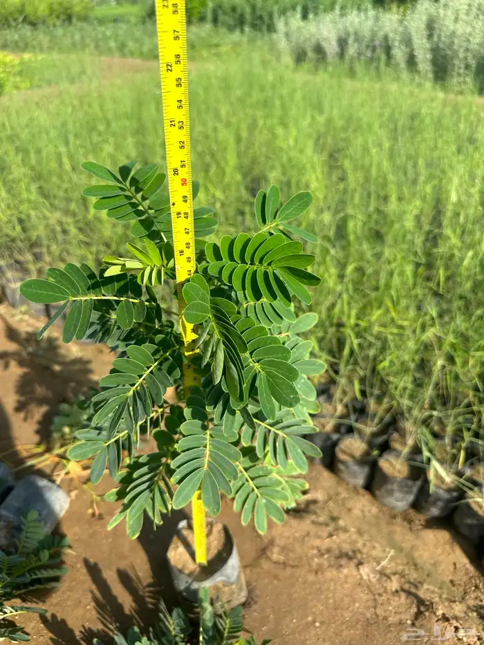 شتلات و اشجار ظل و زينه و نباتات مثمره بريال ونصف بس 30