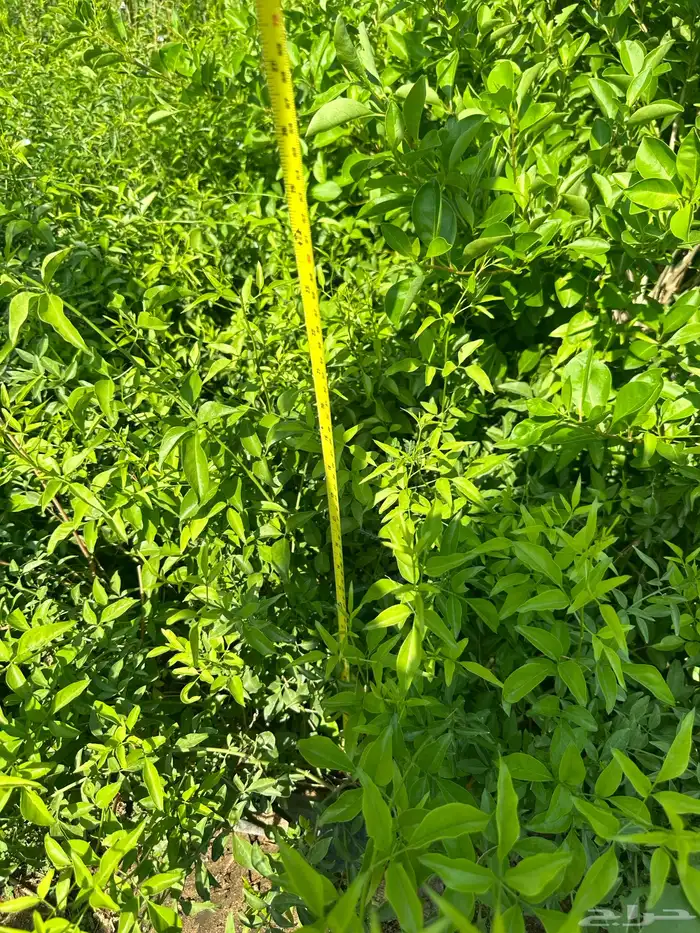 شتلات و اشجار ظل و زينه و نباتات مثمره بريال ونصف بس 39
