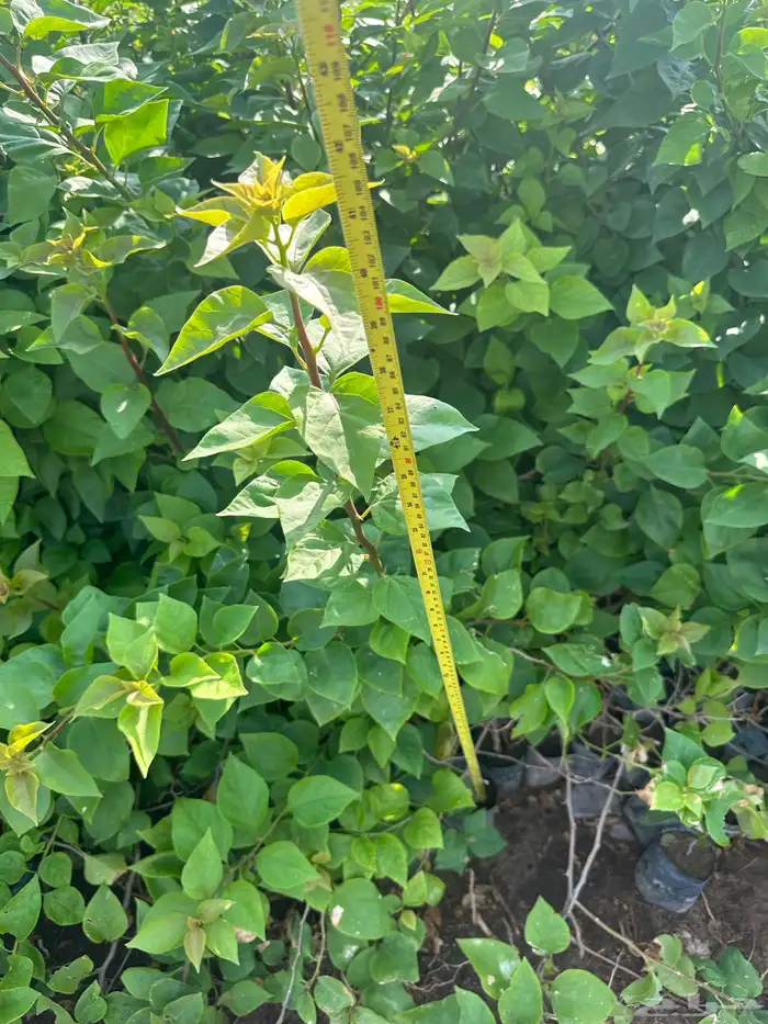 شتلات على ريال ونصف ارخص سعر بالمملكه بأفضل جوده 1.5 17